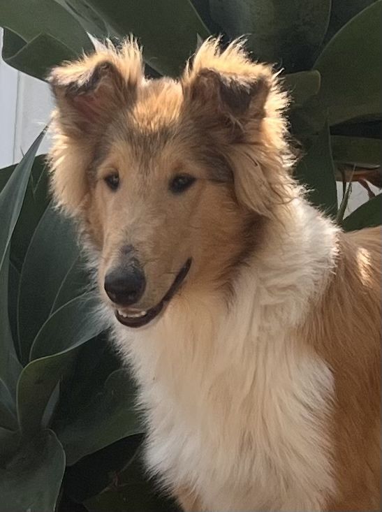 Rough collie macho fulvo testado ADN excelente qualidade