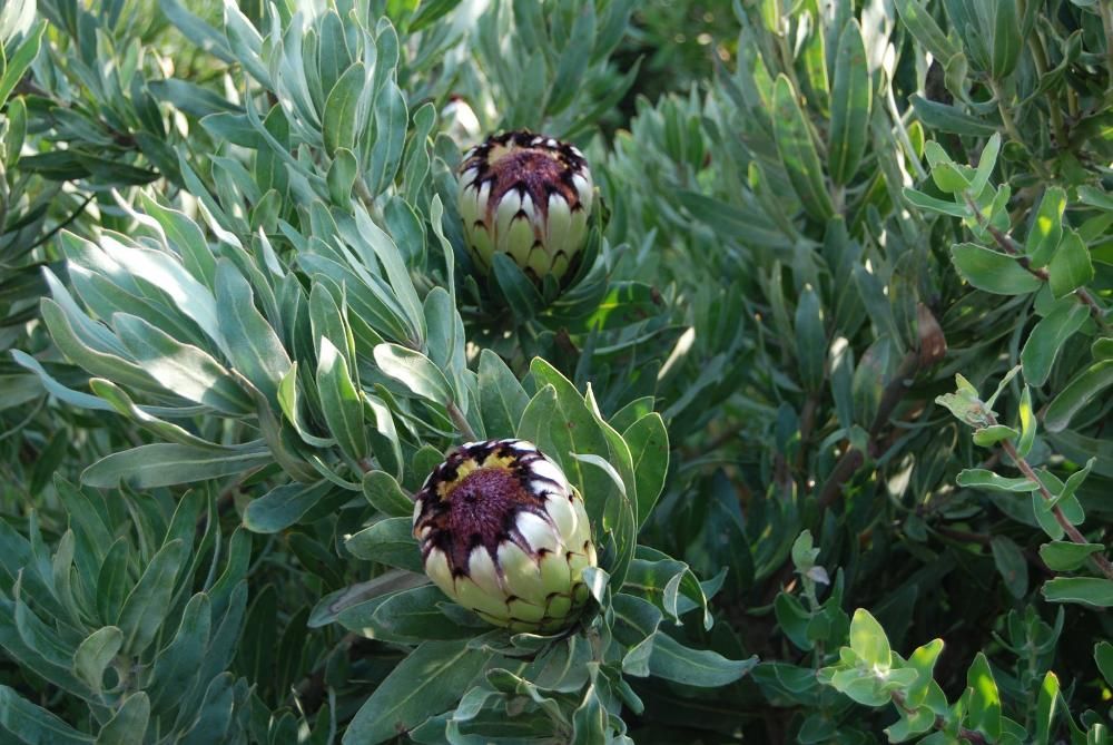 Plantas e vasos Proteas