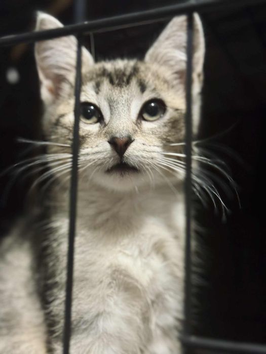 Kocurek pręgowany szary prosi o dom