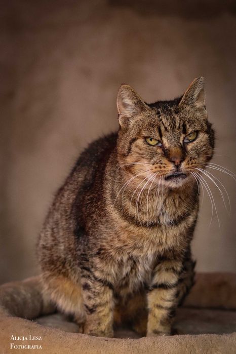 Doświadczona i kochająca kotka Łucja pragnie ciepłego domu
