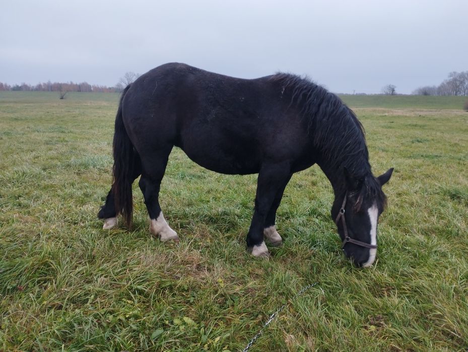 Klacz zimnokrwista sztumska kara malowana