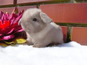 Mini lop, królik miaturka, króliczek baranek, karzełek