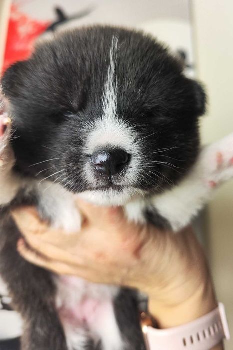 Akita Inu - suczka pręgowana FCI ZKwP