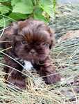 Czekoladowy piesek Shih Tzu