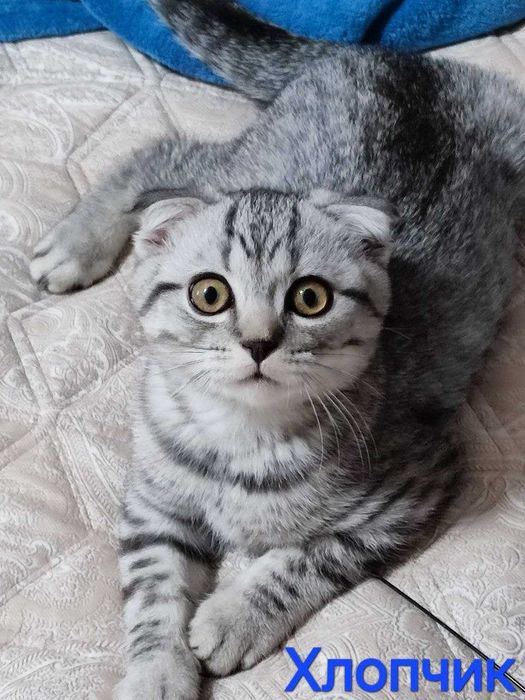 Шотландські кошенята скоттіш фолд, срібний таббі.