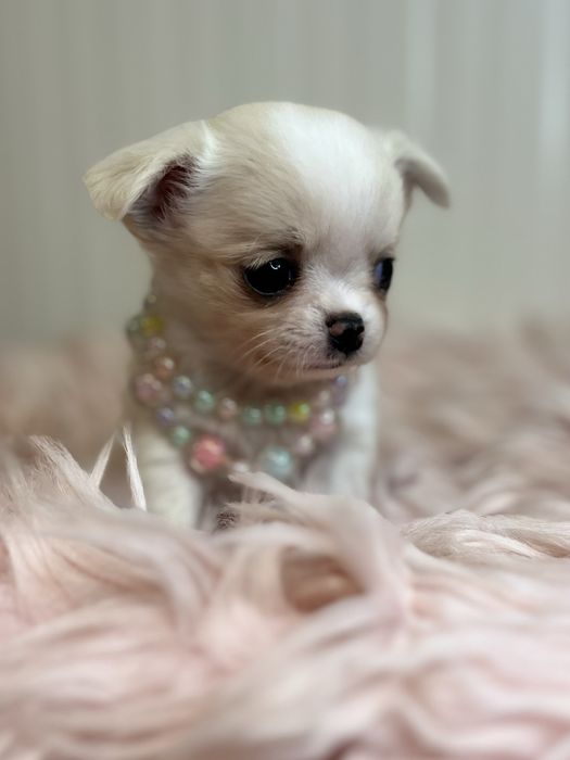 Chihuahua Femea disponivel
