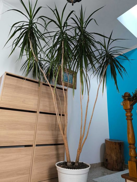 Dracaena Marginata à Venda!