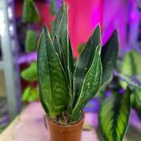 sansevieria black diamond  DØ9m