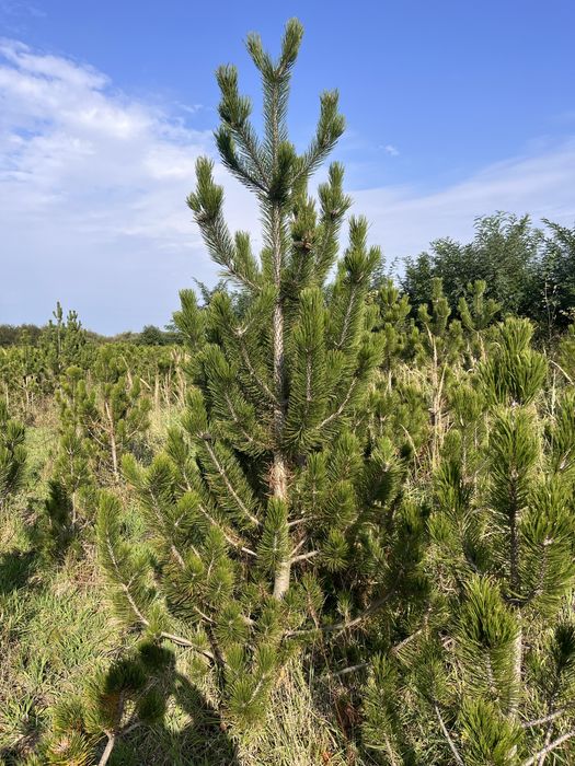 Sosna bosniacka 250 cm