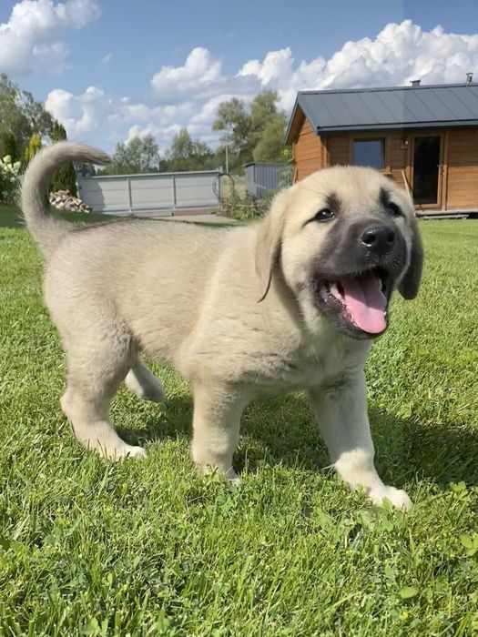 Kangal - Rodowodowe Szczenię - Pies Stróżujący - ZKwP/FCI