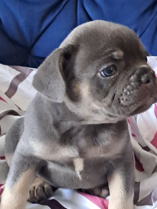 Szczeniak buldog francuski szuczka