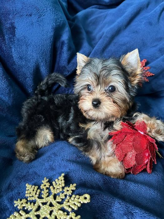 Малыши йоркширского терьера.