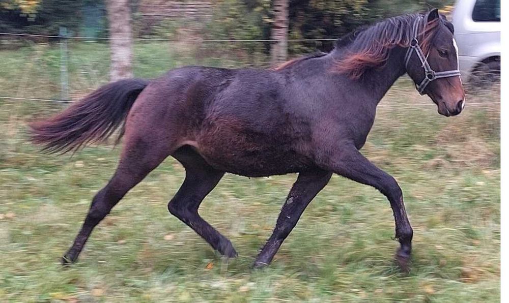 PILNIE NOWA CENA Roczna klaczka welsh part bred 145 cm