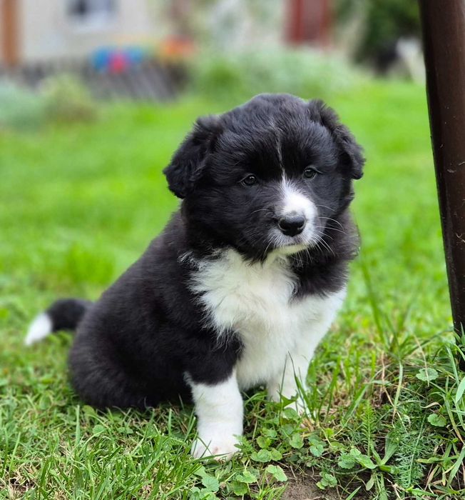 Piękna suczka czarno-biała border collie hodowla ZKWP FCI