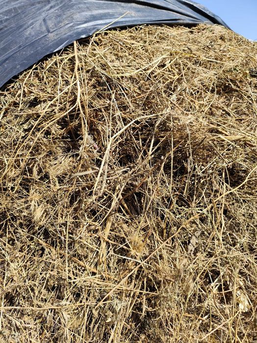 Сено для коз,коров