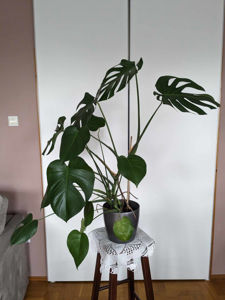 Monstera Deliciosa 100cm