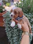 Cavapoo , cavalier, pudel toy