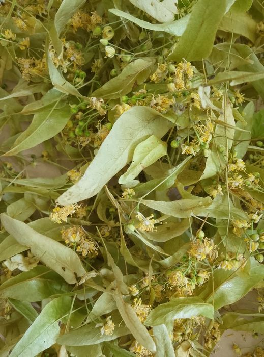 Świeże owoce tarniny i kwiat lipy