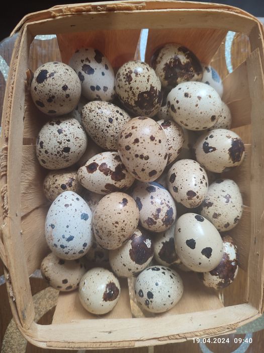 Інкубаційні яйця перепелів