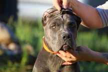 Szary samiec szczeniak Cane Corso
