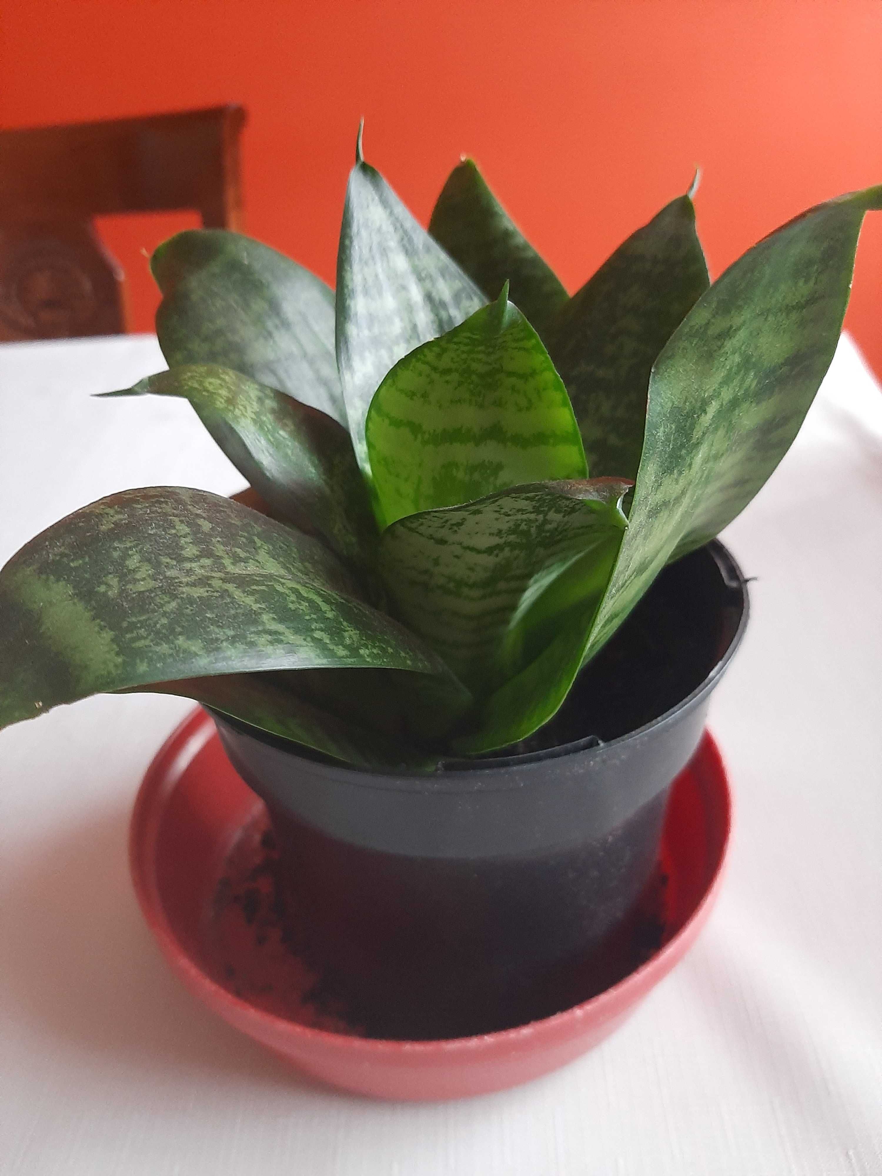 Sansevieria rozetowa