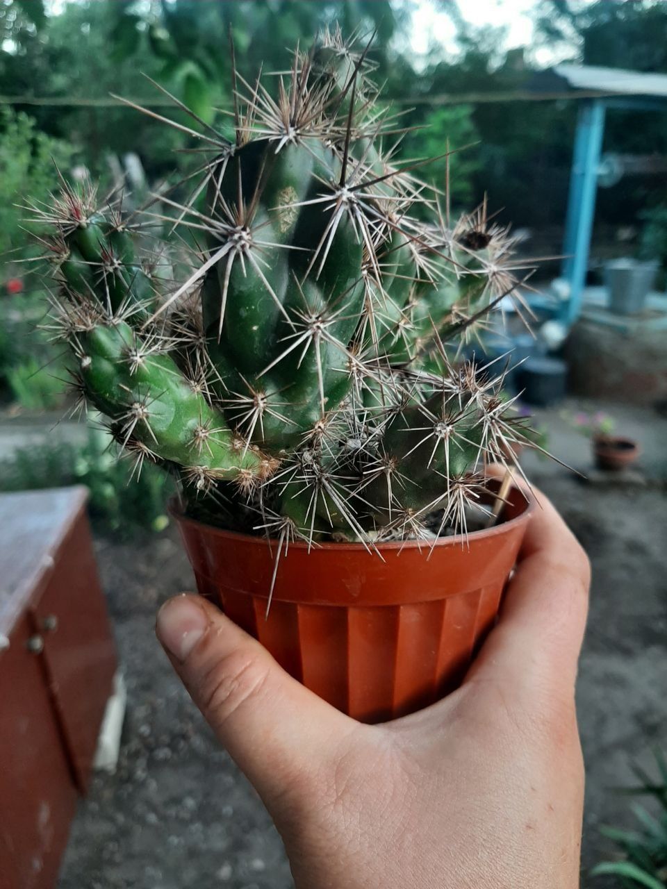 Кактус Grusonia emoryi