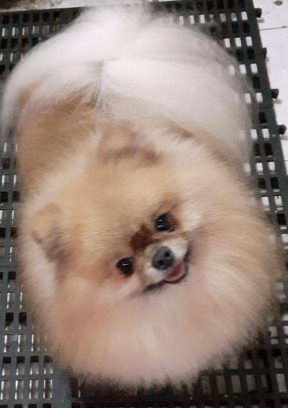 Spitz anão macho