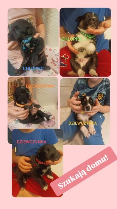 Szczeniaczki do adopcji!