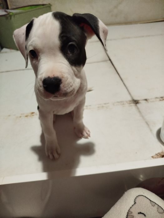 Продам цуценят Амстафа