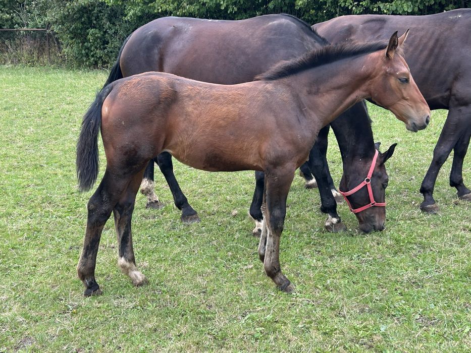 Klacz śląska odsadek