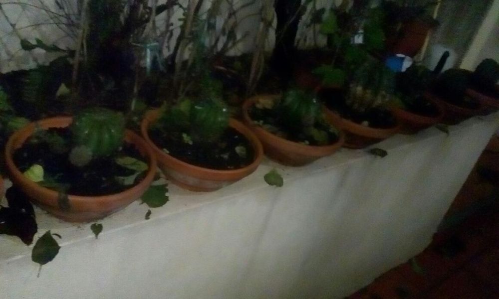 Cactos bola em vaso de barro