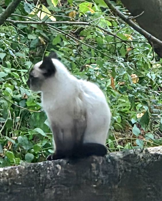 Gato Siamês - adopção responsavel