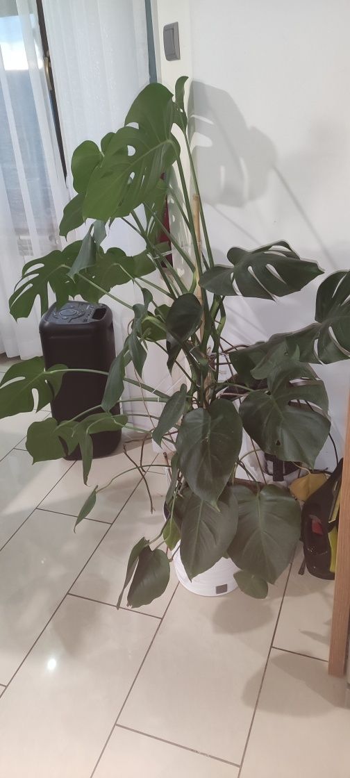 Monstera 140cm piękna i dorodna z doniczka