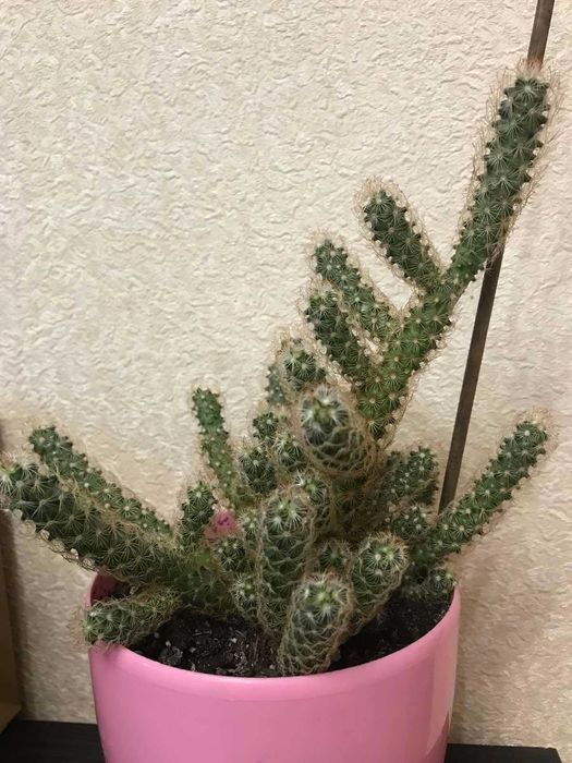 Кактус Маммиллярия струнка
