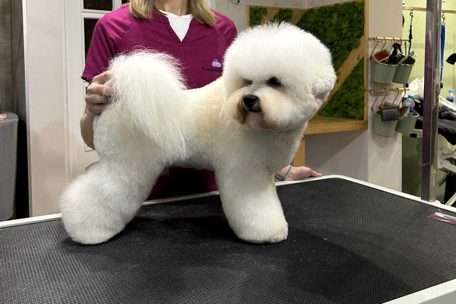 Bichon frise FCI po Multichampionie.