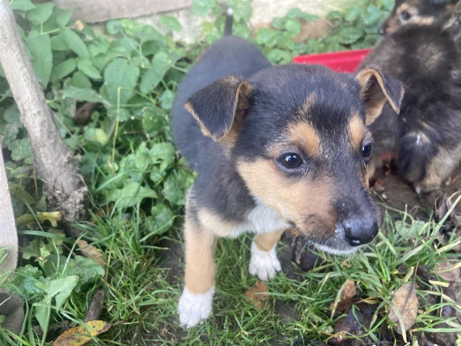 4 дівчинки шукають сімʼю безкоштовно