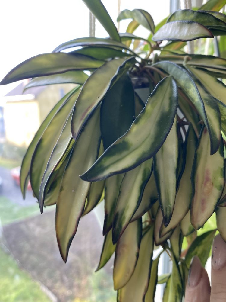 Hoya wayeti variegata ped 10 cm