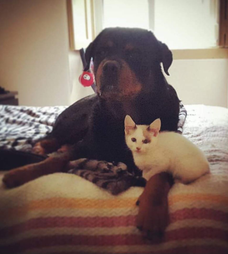 Pet sitting na sua casa!