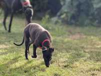 Sprzedam chart angielski greyhound