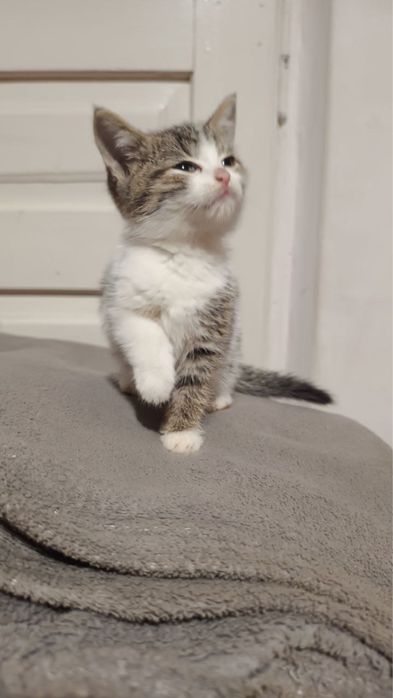 Кошеня (хлопчик)