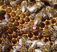 Odkłady pszczele pszczoły