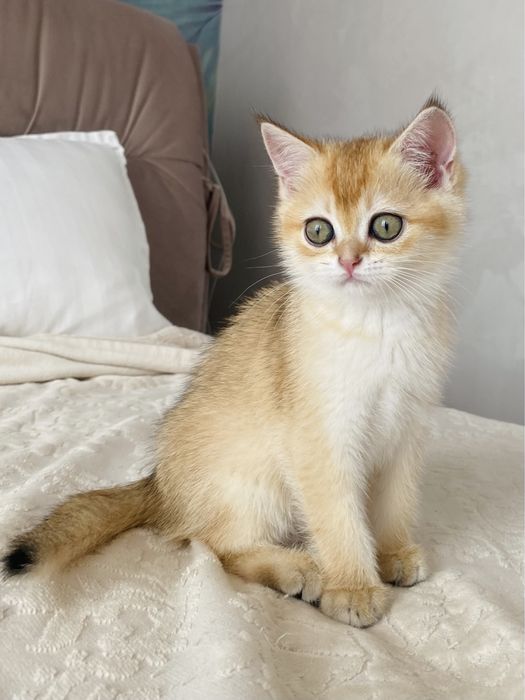 Яскраві представники шотладського золота