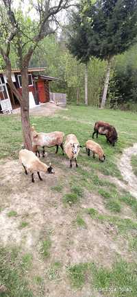 Owce kameruńskie i młode owieczki