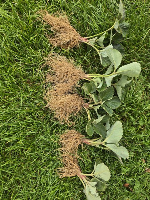 Sadzonka truskawki Malwina