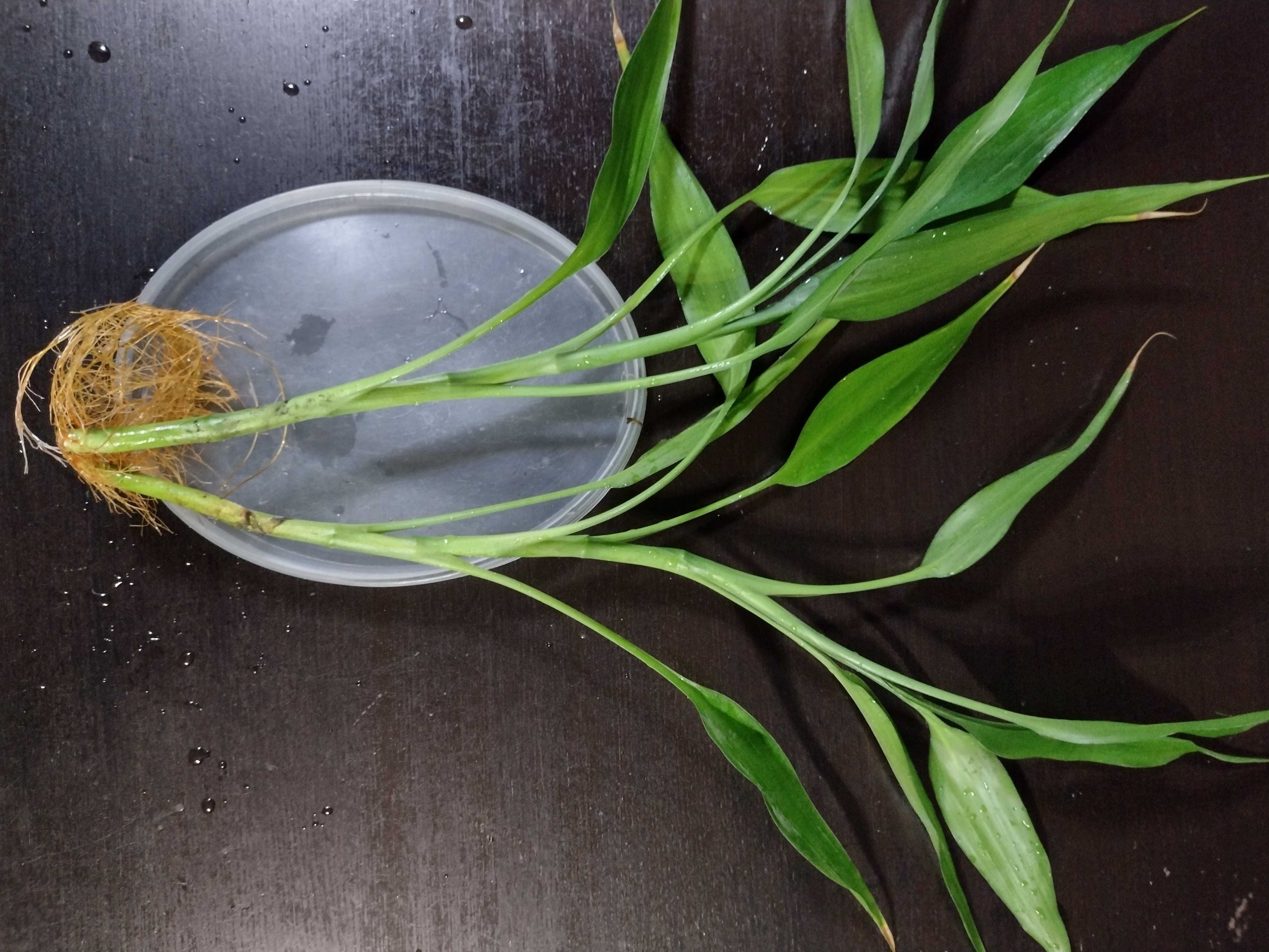 Sadzonki bluszcz epipremnum dracena