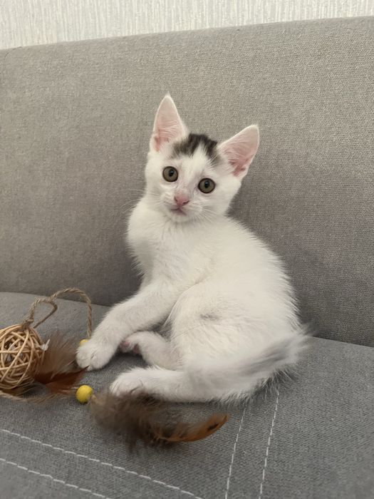 Віддам кошенят в добрі руки