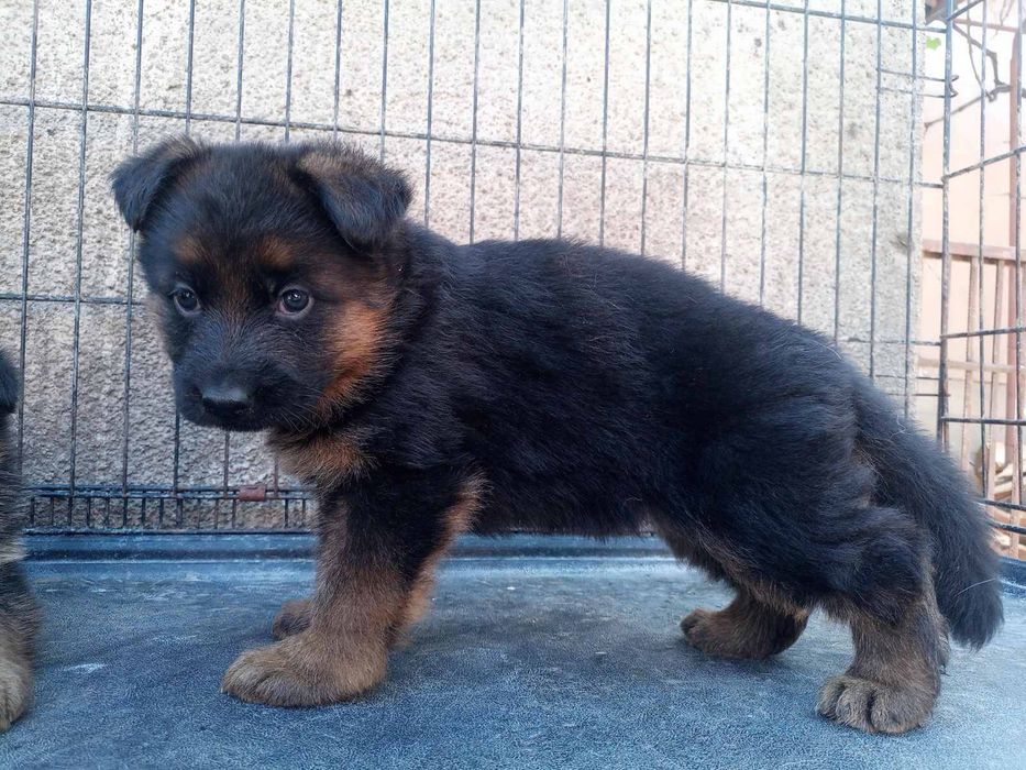 Німецька вівчарка