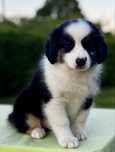 Amerykański owczarek miniaturowy- MAS - Mini Aussie- suczka FCI