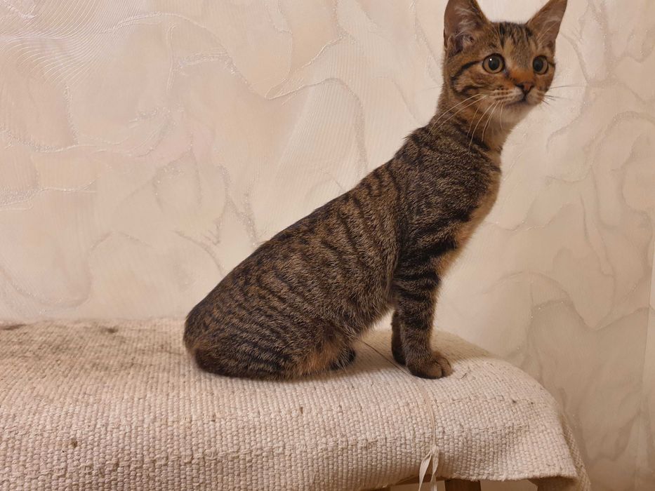 Отдам котёнка 5-6 месяцев