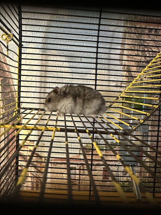 Продам хомяка джунгарика, хомяки джунгарики, джунгарський хомяк